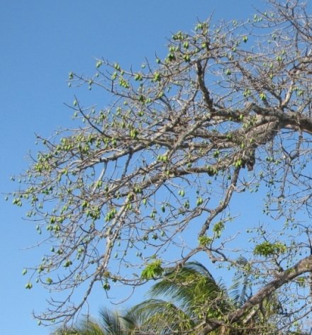 albero da spiaggia in Costa Rica: Ceiba pentandra (Malvaceae)